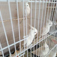 عروس هلندی آلبینو