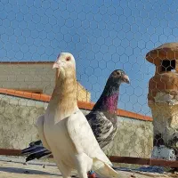 هفرنگ پرنده|پرنده|قزوین, |دیوار