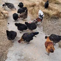 حیوانات‌خانگی|حیوانات مزرعه|سیلاخور, |دیوار