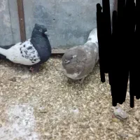 کفتر پرشی و جفتگاه|پرنده|مشهد, چاهشک|دیوار