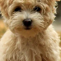 مربی سگ - آموزش سگ - تربیت سگ - رفتارشناس سگ|خدمات آموزشی|تهران, اکباتان|دیوار