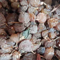 کشمش افتابی.|خوردنی و آشامیدنی|باغستان, |دیوار