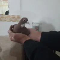 باسلام.کفتر طوقی پلنگ