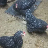 مرغ آمراک