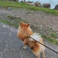 سگ پامرانین