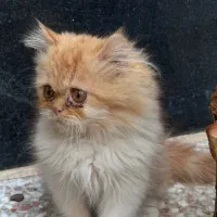 گربه توله پرشین|گربه|شیراز, درکی|دیوار