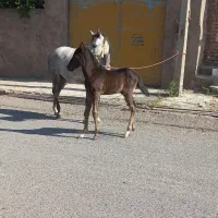 اسب مادیان|اسب و تجهیزات اسب‌سواری|بوئین زهرا, |دیوار