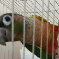 گرینچیک نر یلو ساید بالغ حلقه پا|پرنده|کرج, شهرک یاس جنوبی|دیوار