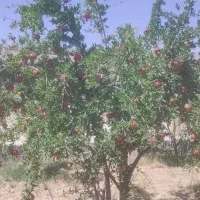 اجاره باغ انار رباب|اجارهٔ دفتر صنعتی، کشاورزی، تجاری|شیراز, ابیوردی|دیوار