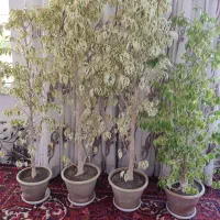 گل بنجامین سرسبز و پرپشت و زیباچهار عدد باهم|گل و گیاه طبیعی|سهند, |دیوار