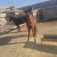 اسب|اسب و تجهیزات اسب‌سواری|سلفچگان, |دیوار