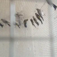 جوجه سینه سرخ بالق