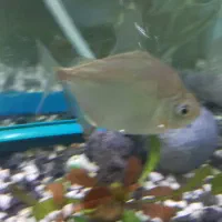 ماهی دالر|ماهی|خرم‌آباد, |دیوار