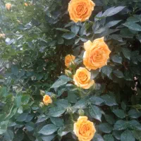راهنمایی سرمایه