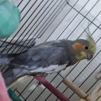 یه جفت عروس هلندی|پرنده|رودهن, |دیوار