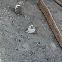 خرگوش|موش و خرگوش|سیب و سوران, |دیوار