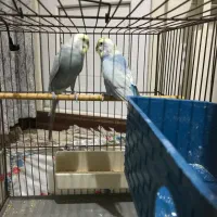 مرغ عشق رنگین کمانی