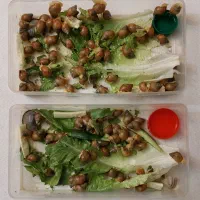 فروش حلزون پرورشی، آچاتینا آلبینو