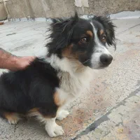 سگ اشپیتز|سگ|جونقان, |دیوار