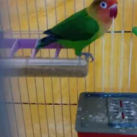 انوا ع طوطی