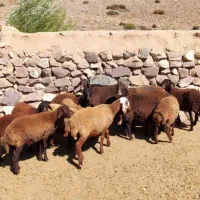 سلام تعداد ۱۰ راس بره با دوراس میش داشتی