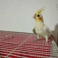 عروس هلندی ماده دستی