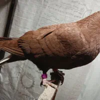 جفت جوونه دم سفید کاکل میخ