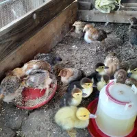 جوجه مرغ واردک اسرائیلی