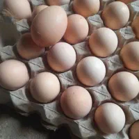 ۸۰ عدد تخم مرغ نطفه دار وهم خوراکی