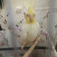 یه جفت عروس هلندی لوتینو