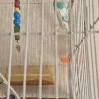 مرغ عشق|پرنده|مشهد, نوید|دیوار