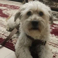 واگذاری سگ خانگی