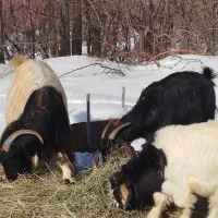 بز وبزغاله|حیوانات مزرعه|سیلوانه, |دیوار