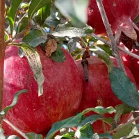 انار ارگانیک