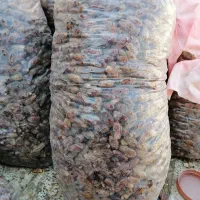 خرما شاهانی|خوردنی و آشامیدنی|داراب, |دیوار