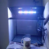 نو کادو امده جای ماهی جهت معاوضه