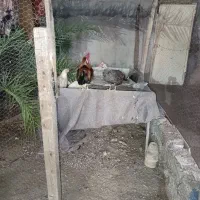 مرغ و خروس محلی کاملا سالم و سرحال