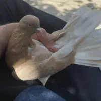 ماده طلا