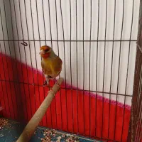 سهره قناری نر بخون