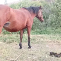 فروش اسب