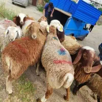 40 راس گوسفند چاق و جوان