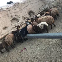 میش وبره|حیوانات مزرعه|خوانسار, |دیوار