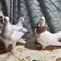 سه عدد طوقی|پرنده|آبدانان, |دیوار