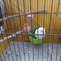 یه جفت طوطی برزیلی شرط|پرنده|کارون, |دیوار