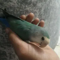 کوتوله فیروزه ای تپل