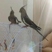 عروس هلندی ماده