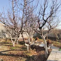 باغچه-ویلایی-290-متر-شهریار