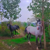 فروش اسب نیله کرد|اسب و تجهیزات اسب‌سواری|بابل, |دیوار