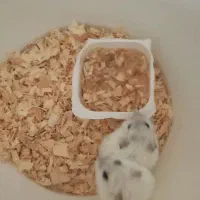 همستر های کوچولوی خانگی|موش و خرگوش|اسلام‌شهر, شهرک قائمیه|دیوار