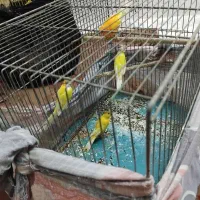 فروش قناری|پرنده|اصفهان, شیخ طوسی|دیوار